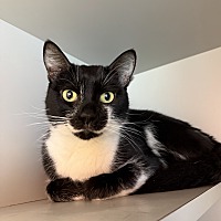adopt a pet