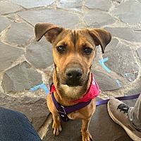 adopt a pet