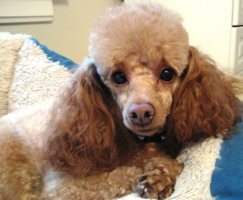 Dover, MA - Poodle (Toy or Tea Cup). Meet Lyllie Mae a Pet for Adoption ...