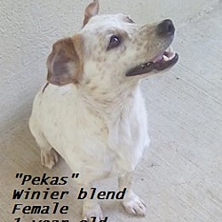 Thumbnail photo of Pekas (in process of adoption) #2