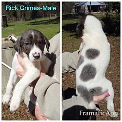 Thumbnail photo of Rick Grimes #1