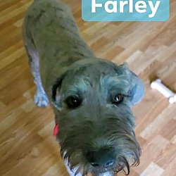 Thumbnail photo of Farley #2