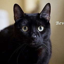 Photo of BEVY (& Bella)