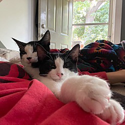 Thumbnail photo of Kittens - Boris & Kevin #1