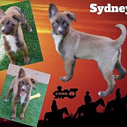 Photo of Sydney (Puppy)