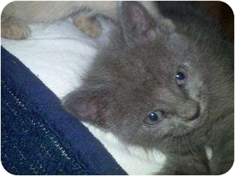 Jacksonville Fl Russian Blue Meet Blue Bell A Pet For Adoption
