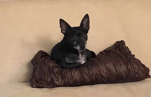Chihuahuas For Sale In San Antonio Texas