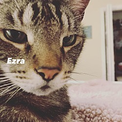 Thumbnail photo of Ezra #3