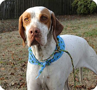 baby english pointer