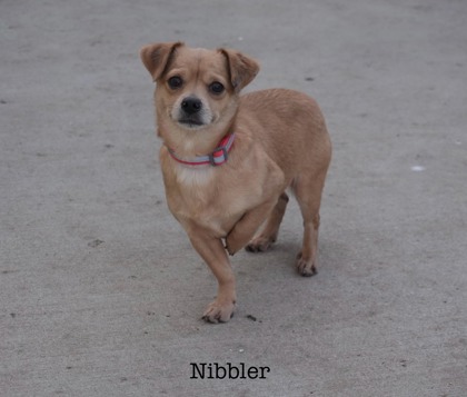 Photo of Nibbler