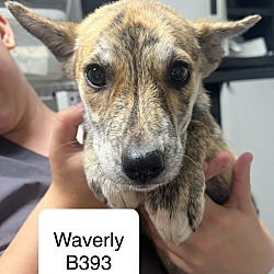 Thumbnail photo of Waverly B393 #1