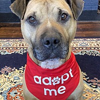 adopt a pet