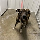 Adopt A Pet :: Beach - Lancaster, OH