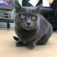 adopt-pet