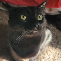 adopt-pet