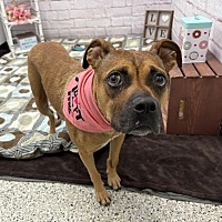 adopt a pet