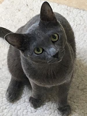 Kingston Wa Russian Blue Meet Chauncey London A Pet For