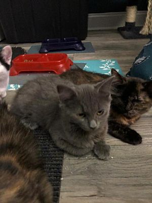 Blairstown Nj Maine Coon Meet Pa Jasmine A Pet For Adoption