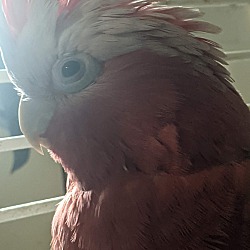 Thumbnail photo of Scarlet Rose Breasted Cockatoo #4