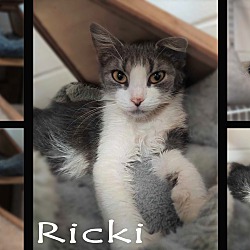 Thumbnail photo of Ricki #3
