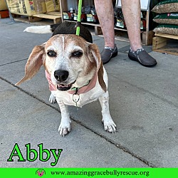 Thumbnail photo of Abby #3