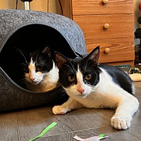 adopt a pet
