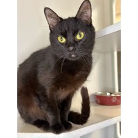 adopt-pet
