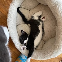 adopt a pet