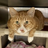 adopt a pet