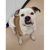adopt-pet