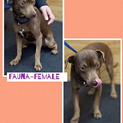 Thumbnail photo of Fauna - 9 lbs!  (pom-cr) #2