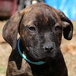 Thumbnail photo of Stevie~ adopted! #1