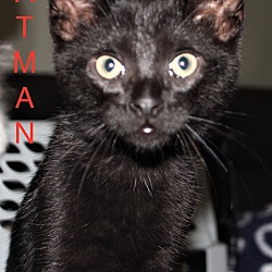 Thumbnail photo of BATMAN #2