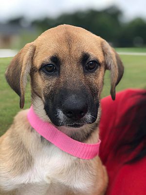 Enfield Ct Shepherd Unknown Type Meet Casey Adopted A Pet