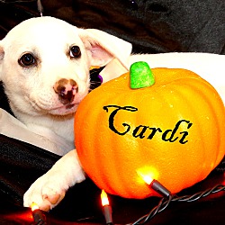 Thumbnail photo of Cardi ~ meet me! #1