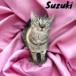 Thumbnail photo of Suzuki #2