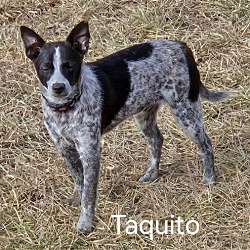 Photo of Taquito