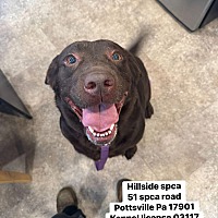 adopt a pet