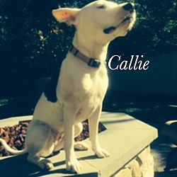 Thumbnail photo of Callie (courtesy listing) #2