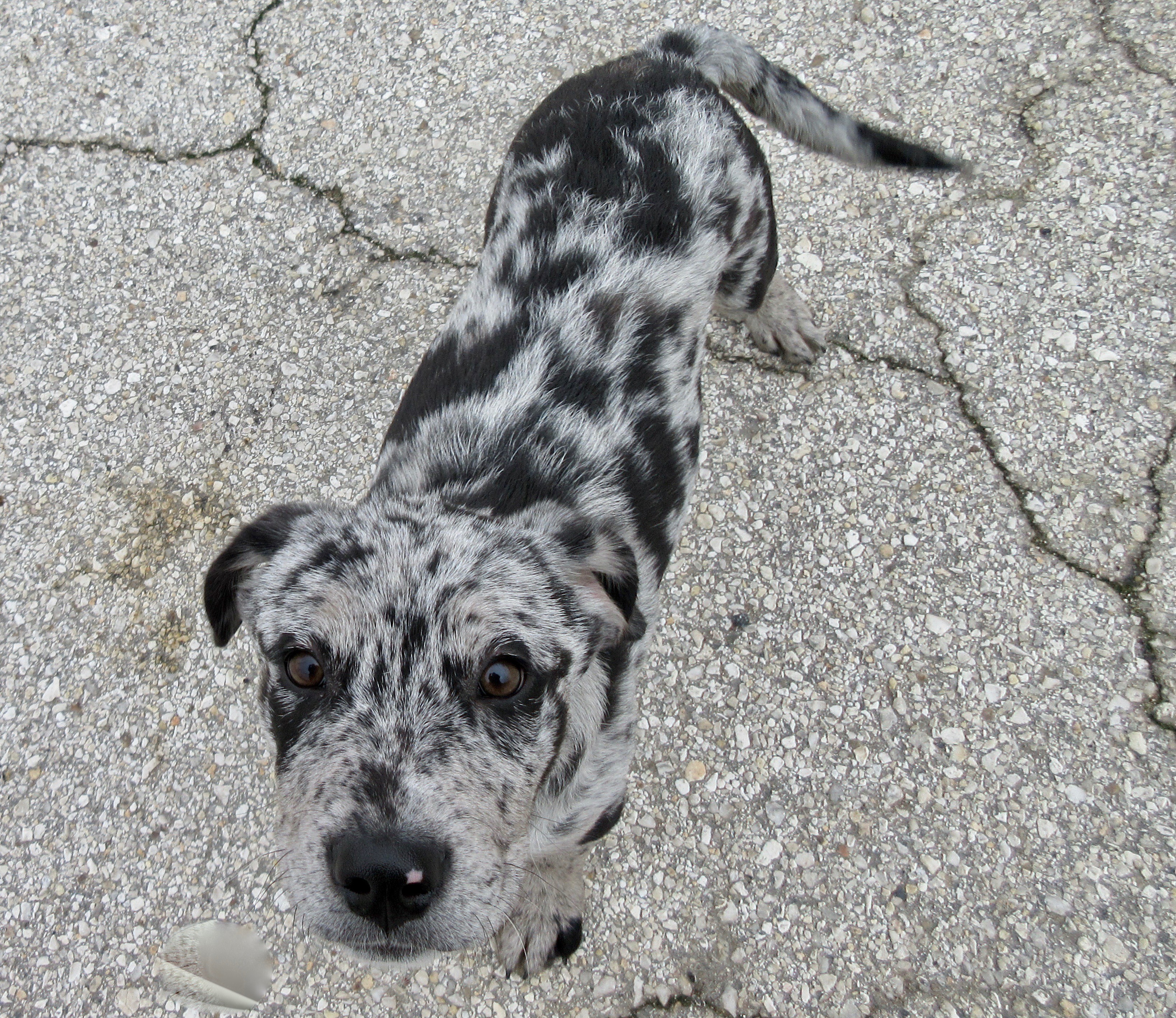 Seguin Tx Catahoula Leopard Dog Meet Jackson A Pet For Adoption
