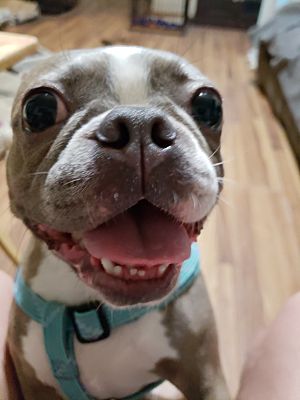 Weatherford Tx Boston Terrier Meet Blue Moon A Pet For Adoption