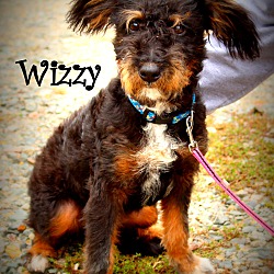 Thumbnail photo of Wizzy~adopted! #3