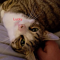 Thumbnail photo of Lucky (young adult male) #2