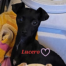 Photo of Lucero