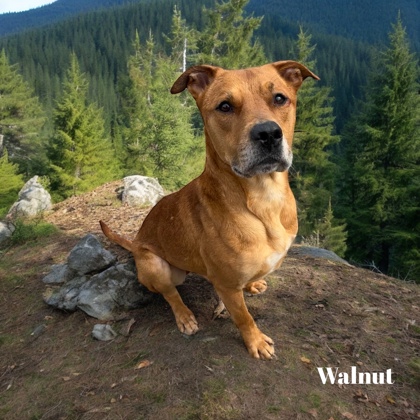 Thumbnail photo of Walnut #1