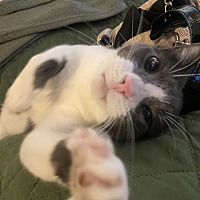 adopt a pet