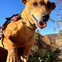 adopt a pet