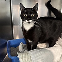 adopt a pet