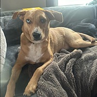 adopt a pet
