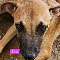adopt a pet